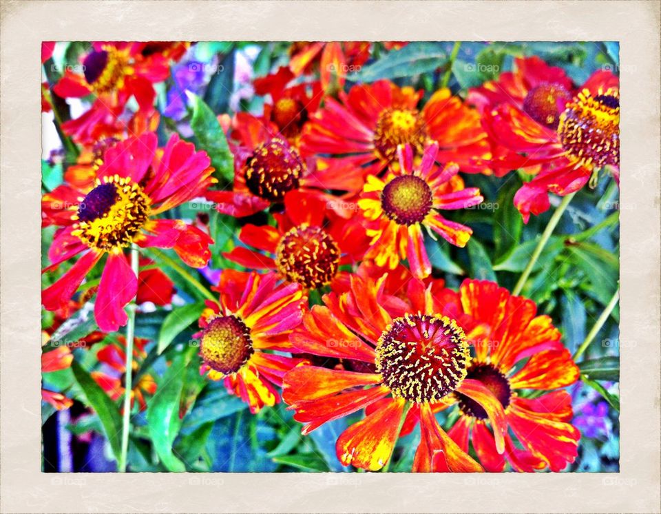 Colorful sneezeweed flowers in flowerbed.