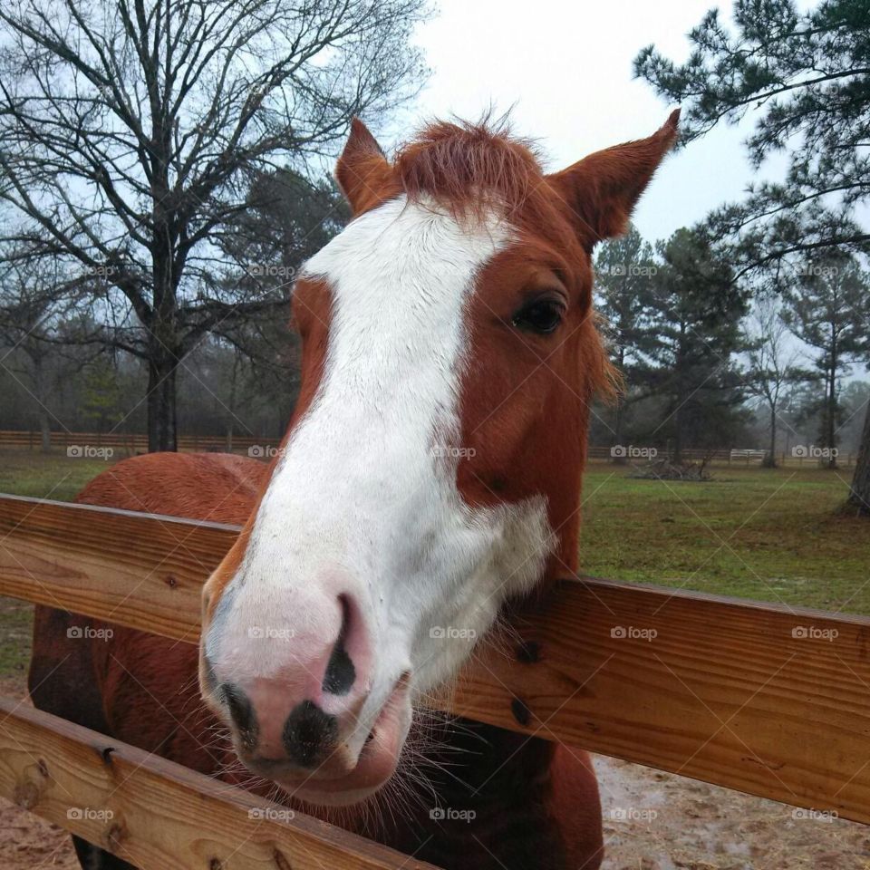 Horse (Texas Ranch) 