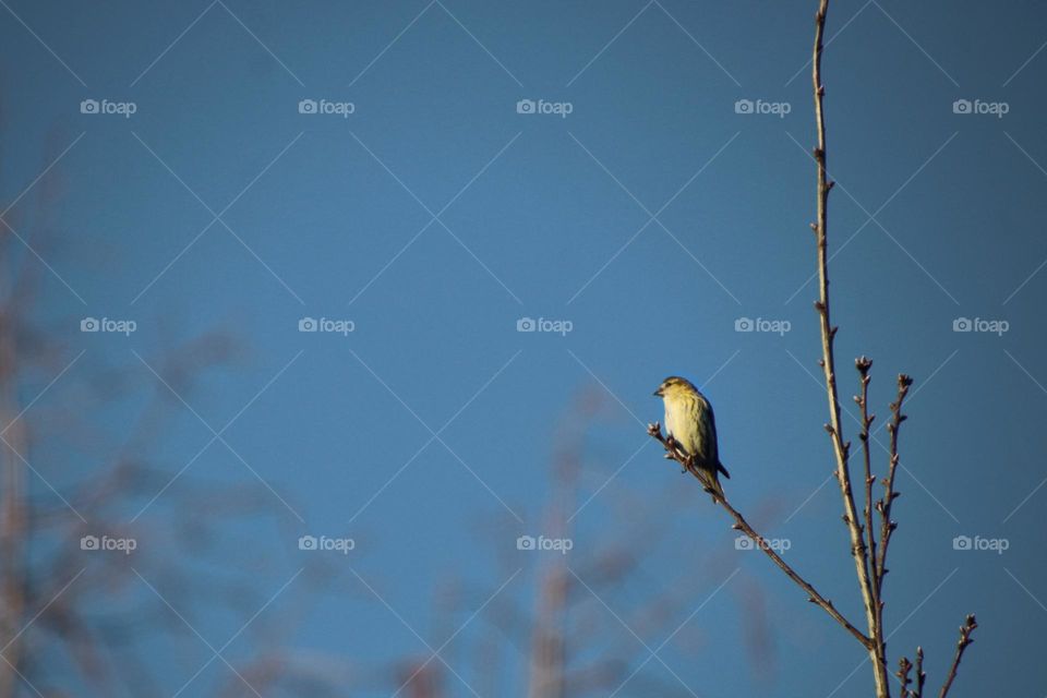 A yellow siskin sits on a bare branch in front of a clear blue sky in winter 