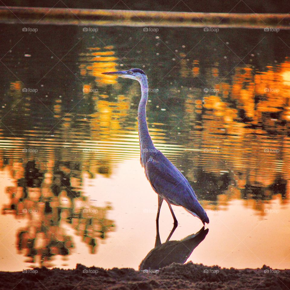 A great blue heron taking in the sunset 