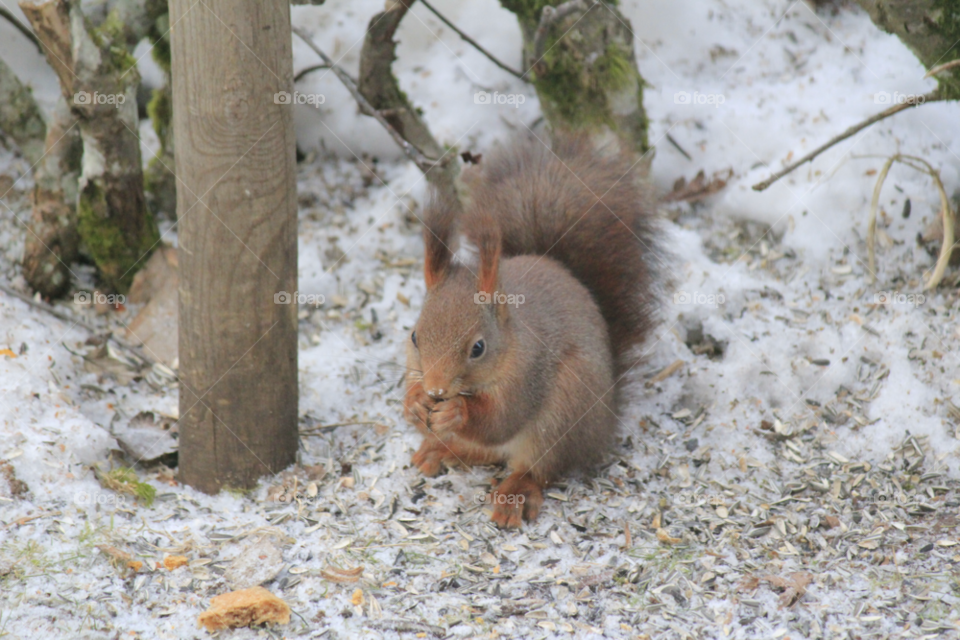 winter squirrel eating vinter by istvan.jakob