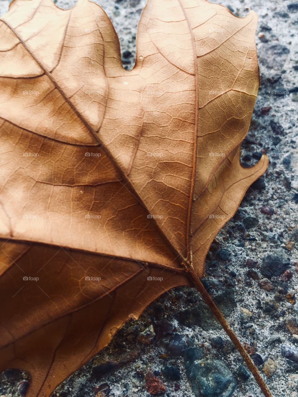Autumn Leaf 2018