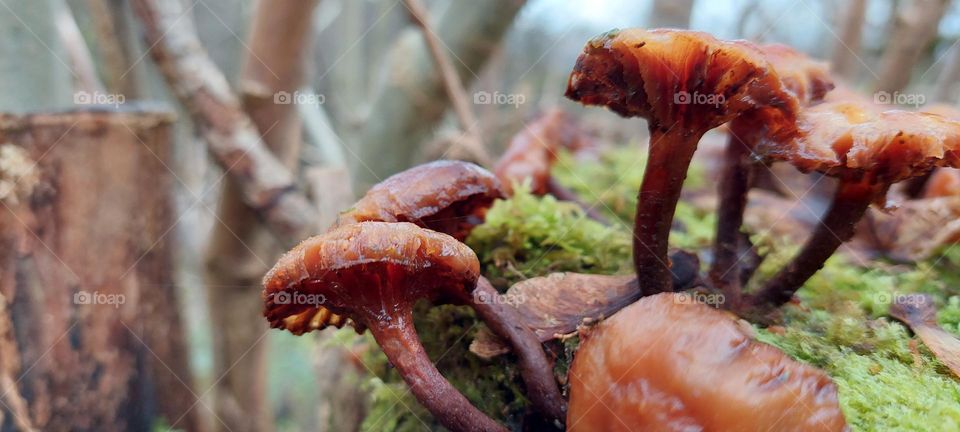 mushrooms thriving in nature