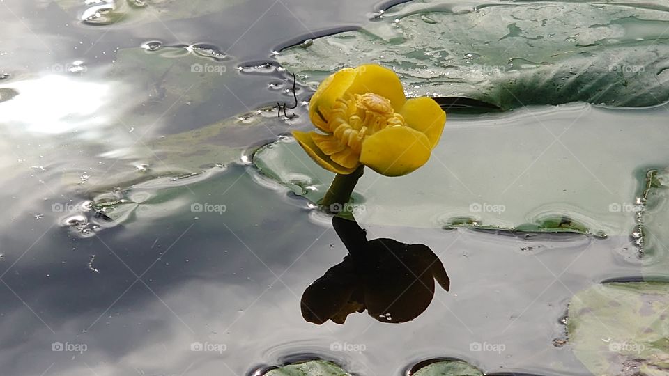 Yellow water lily. No filters. Natural portrait