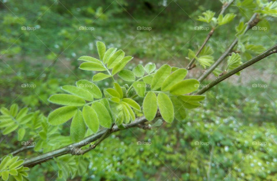 Close-up of green leaf