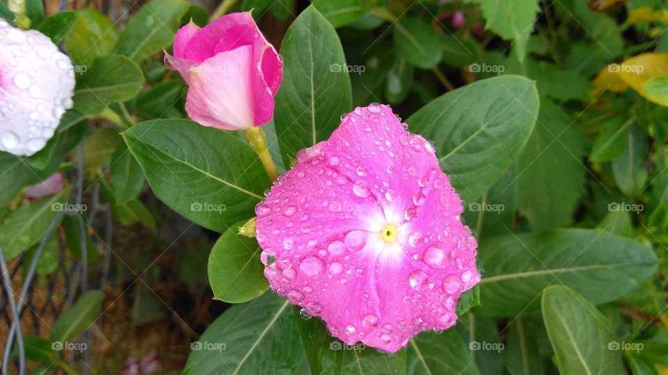 Nature, Flower, Leaf, Flora, Garden