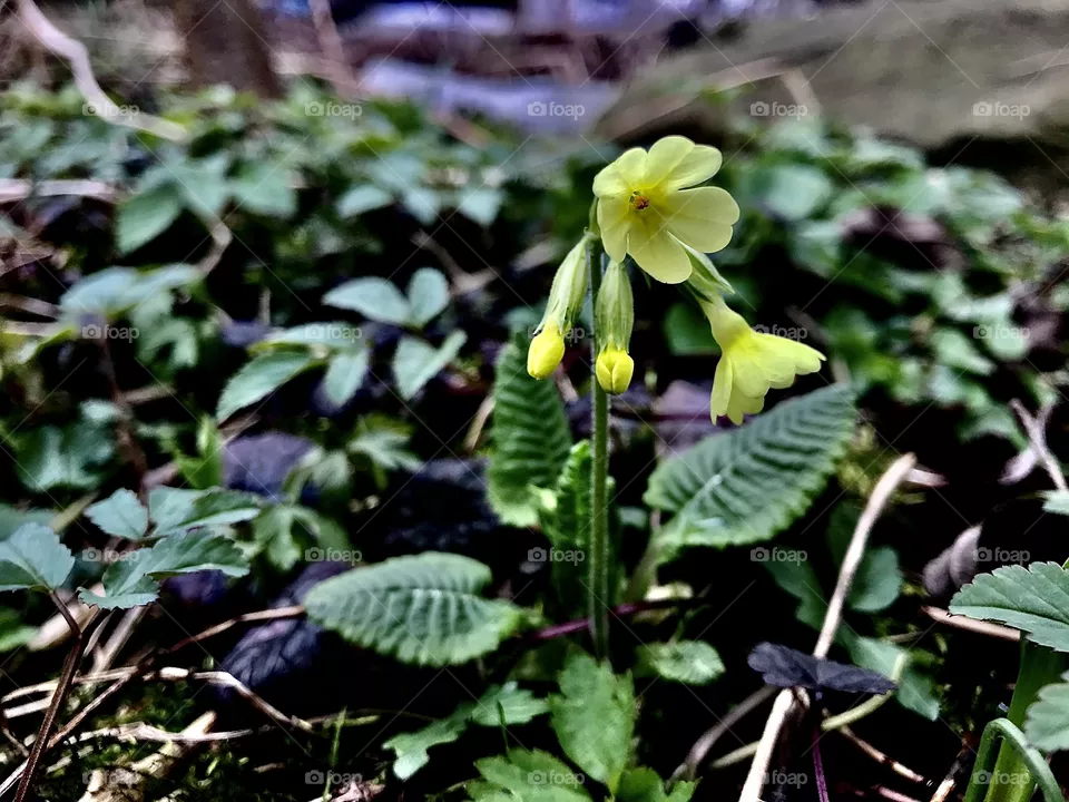 Flower spring