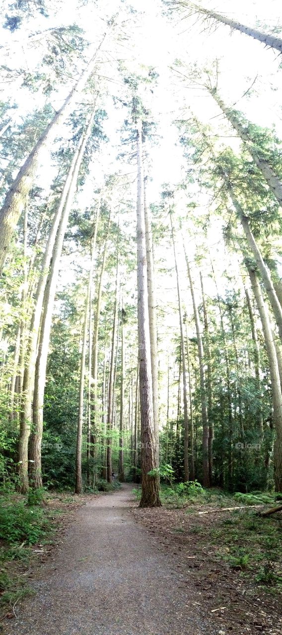 Tree Panorama . A vertical panorama of trees