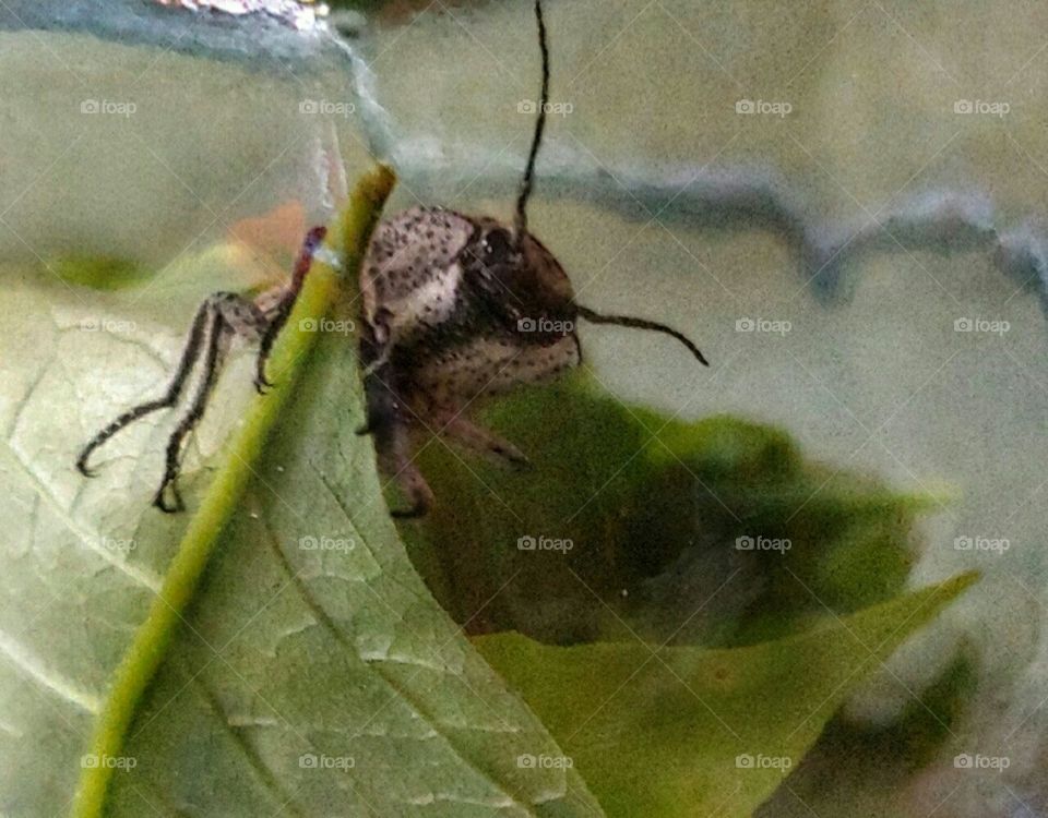 Exotic Beetle