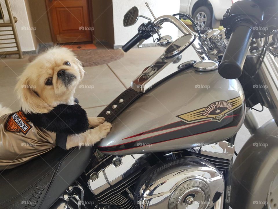 harley davidson White dog in Londrina Paraná Brazil