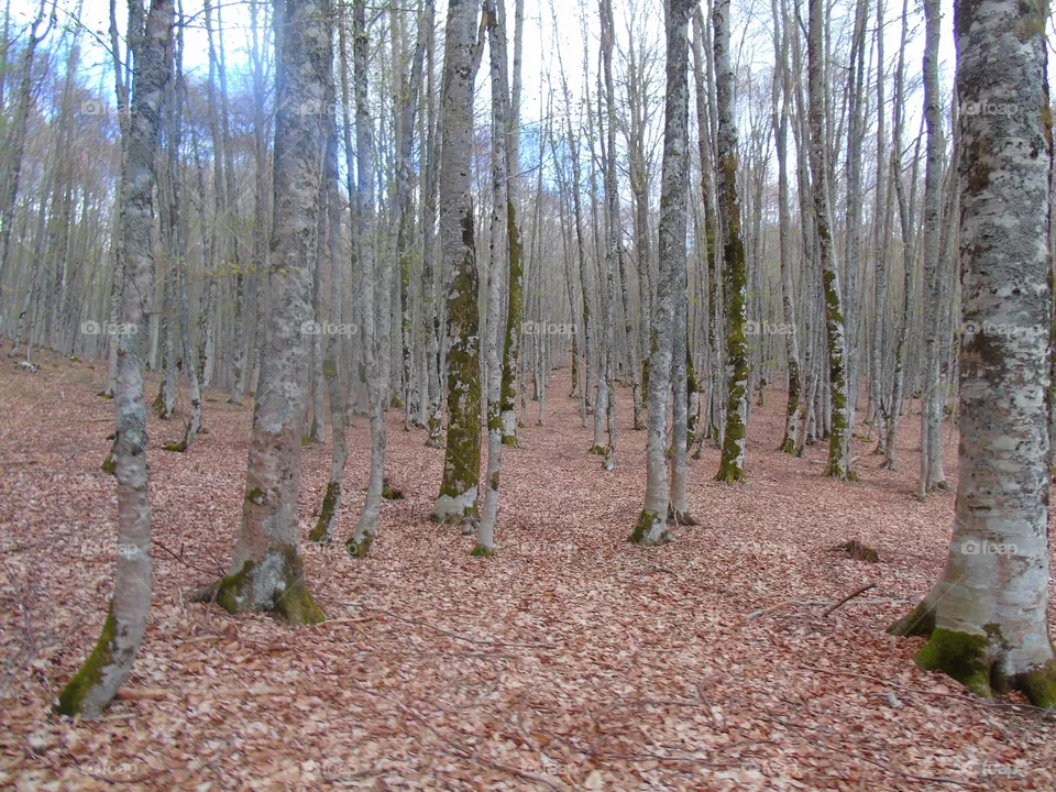 Trees