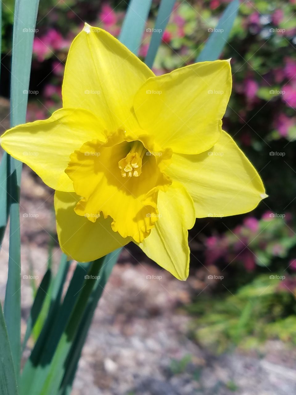 daffodil