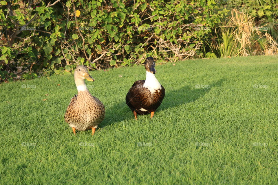 Ducks on green grass