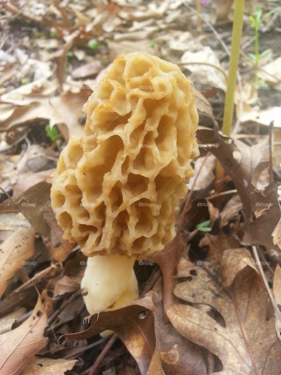I love hunting white morels, the holy grail of wild mushrooms. This is, unfortunately, the only picture I took of one of dozens we found.