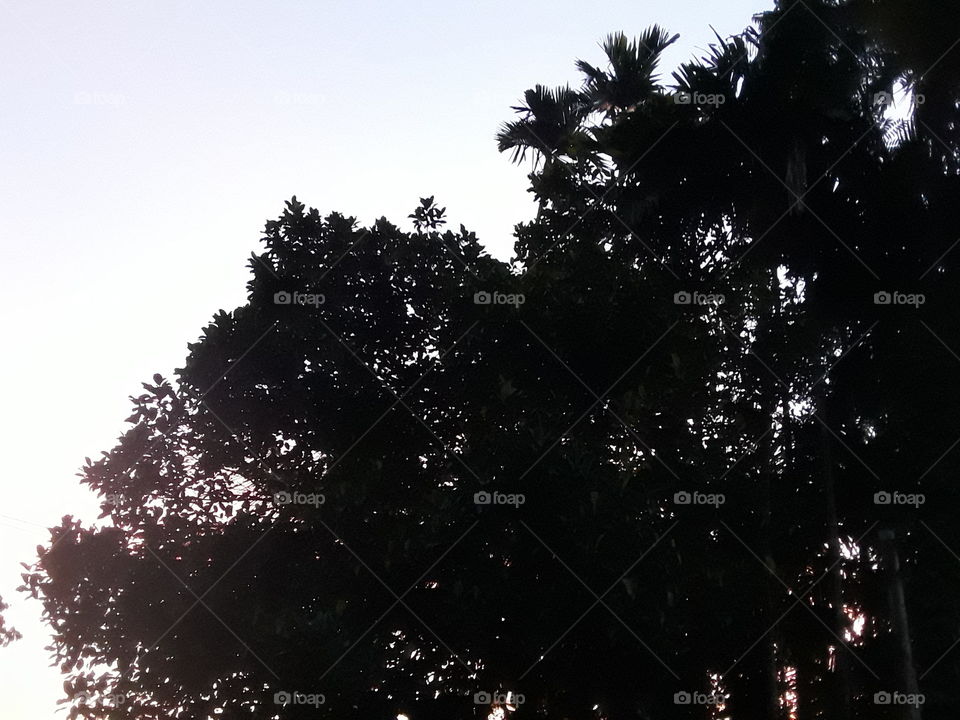 this is beautiful location in Sri Lanka. beautiful views day lighting of the morning. tree and blue sky in this picture.