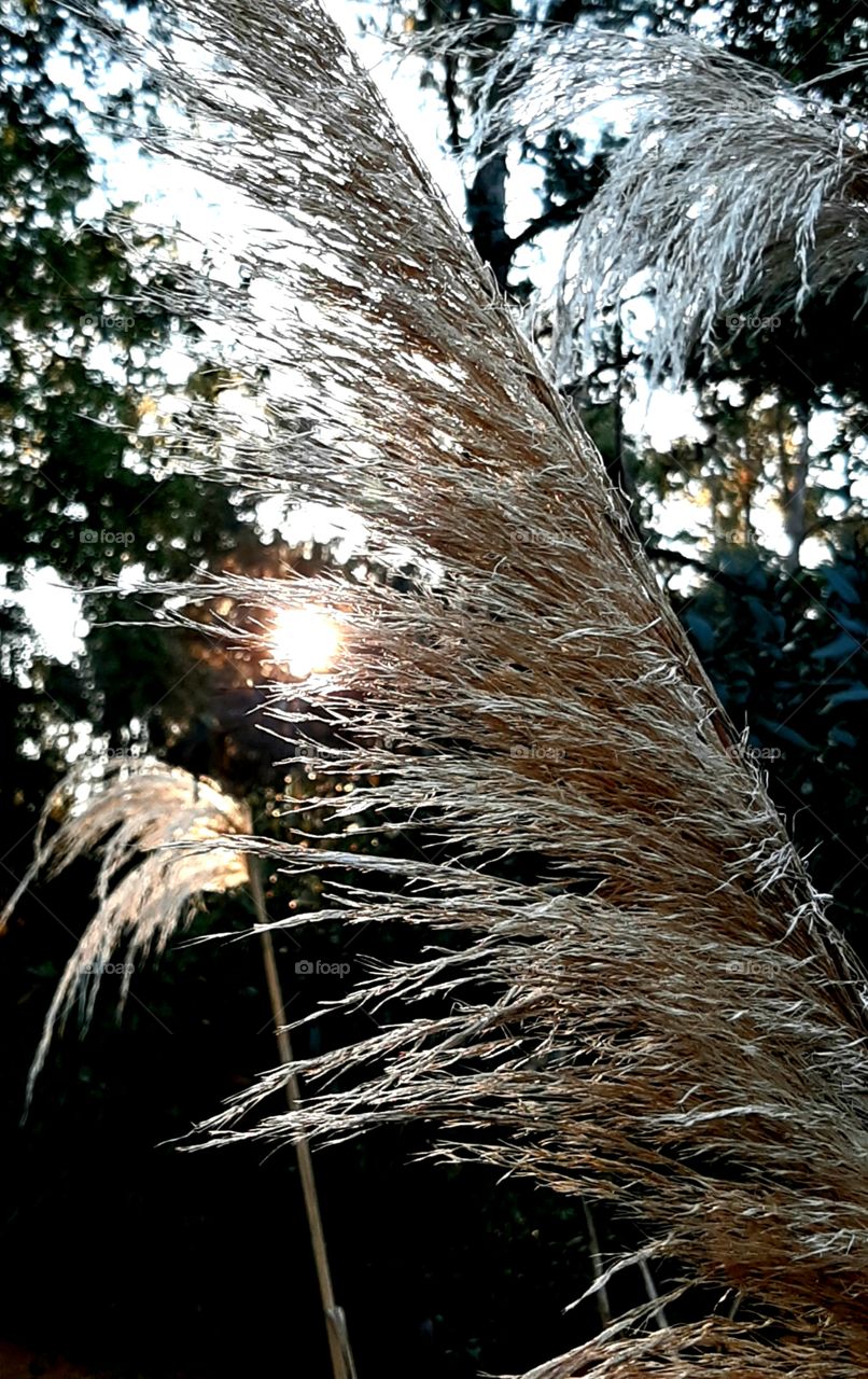 pampas grass