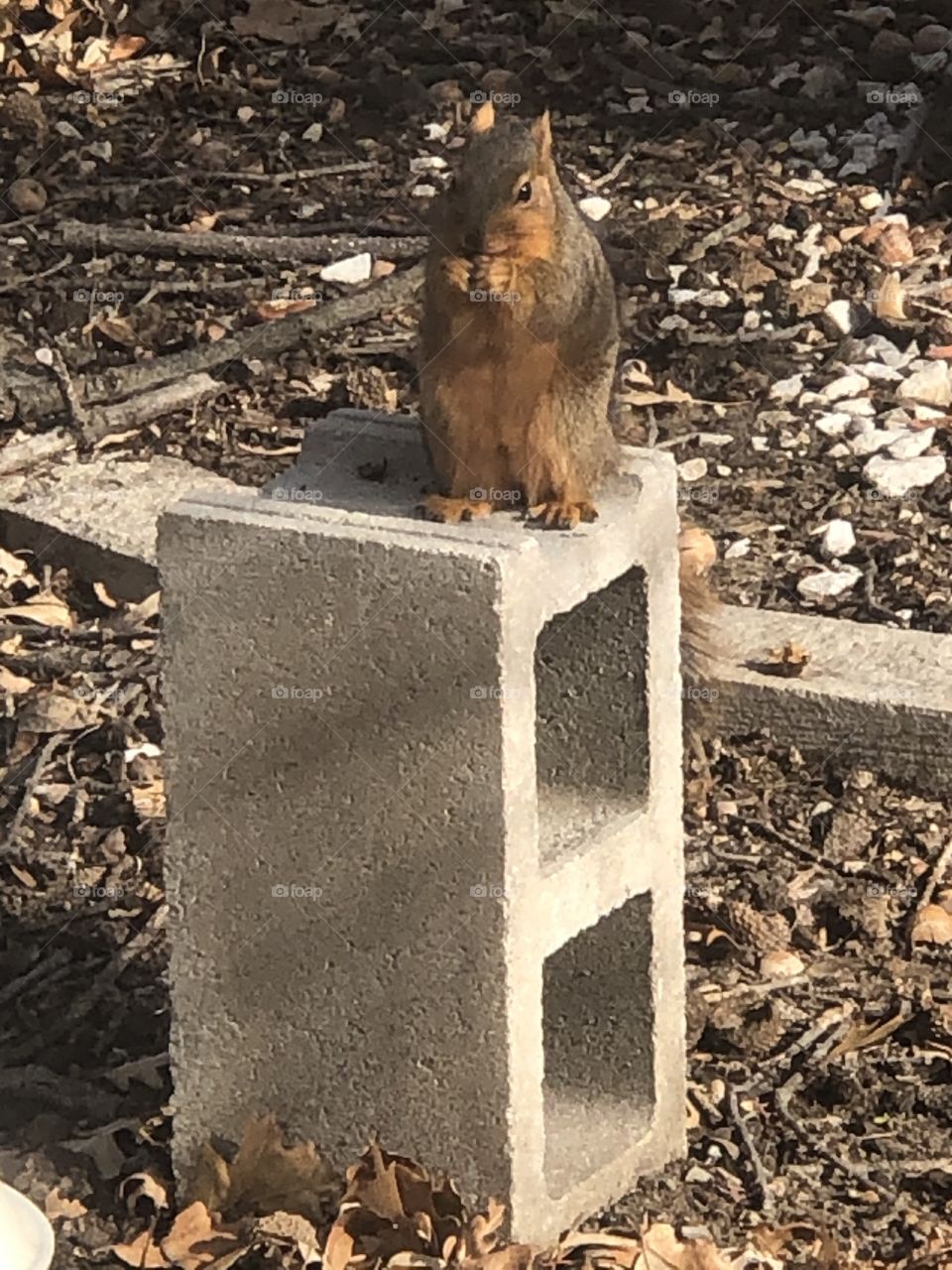 Squirrel on block