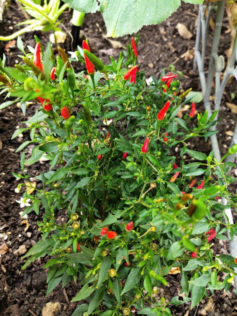 fresh in garden - mini Chili