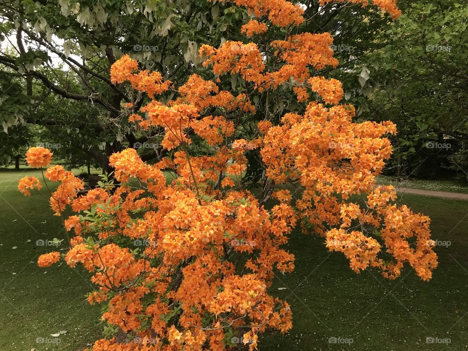 The orange blossom of this beautiful shrub is simply breathtaking, the vividness of the orange color makes it a winner for me.