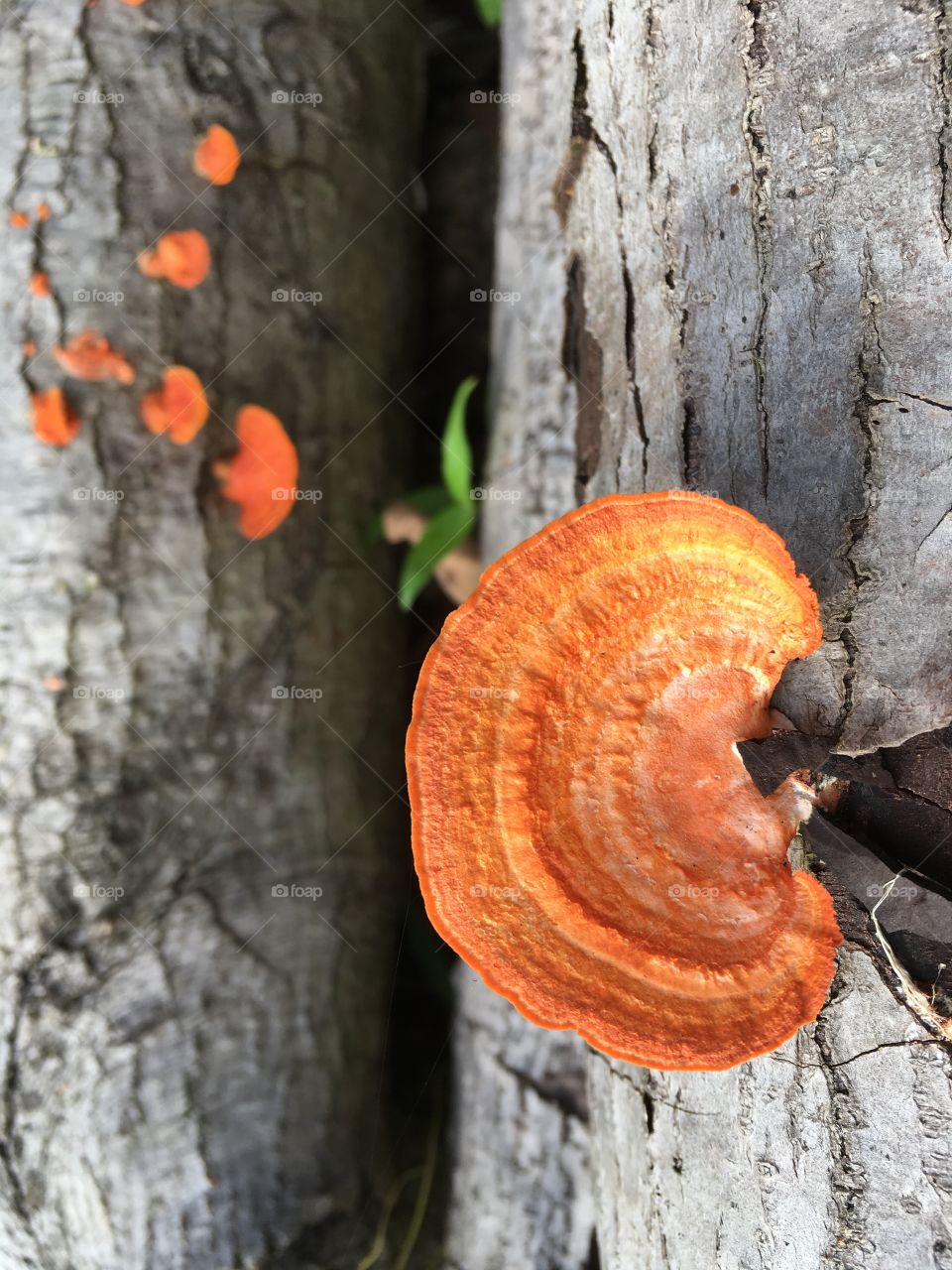 Orange fungus growing on wood