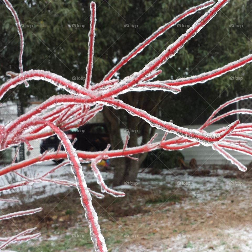 Frozen Japanese Maple #2