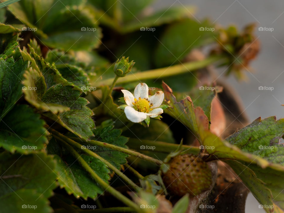 Strawberry Plant