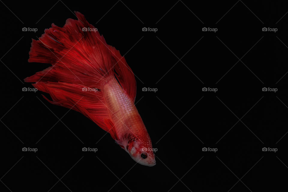 red betta fish