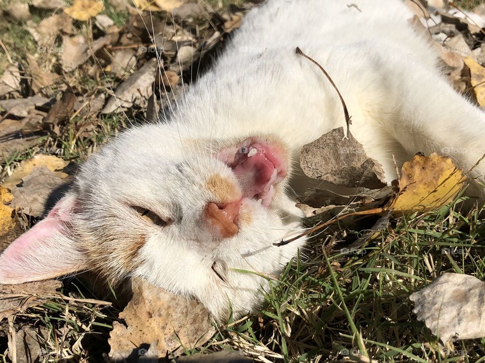 Cat talks and enjoys relaxing on a fall afternoon