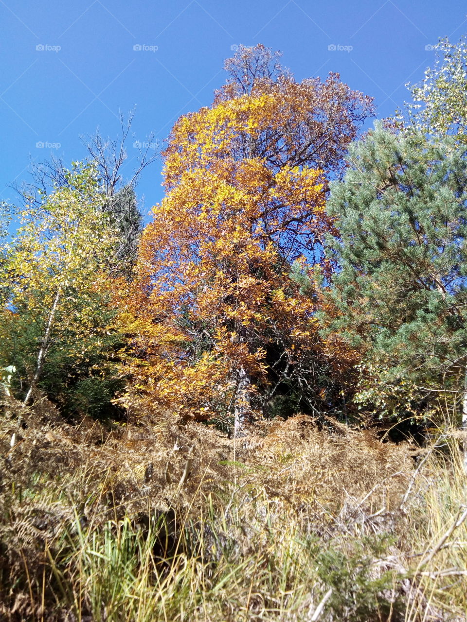 Autumn in the Black Forest