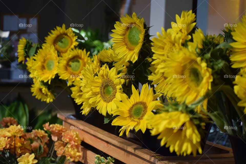 Sunflowers Bloom