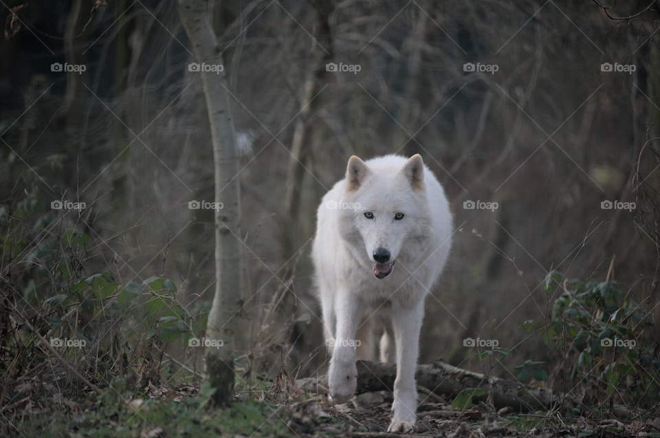 Arctic wolf in stride