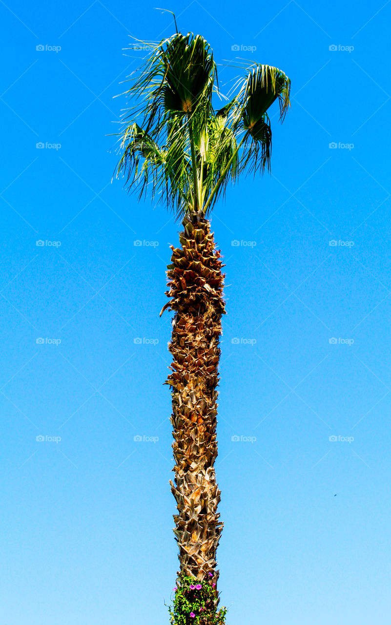natural colorful Palm tree throw blue sky