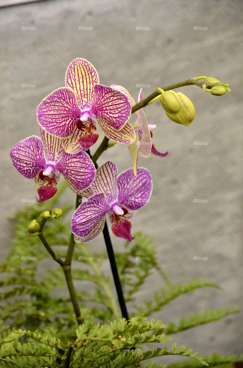 Phalaenopsis Orchids