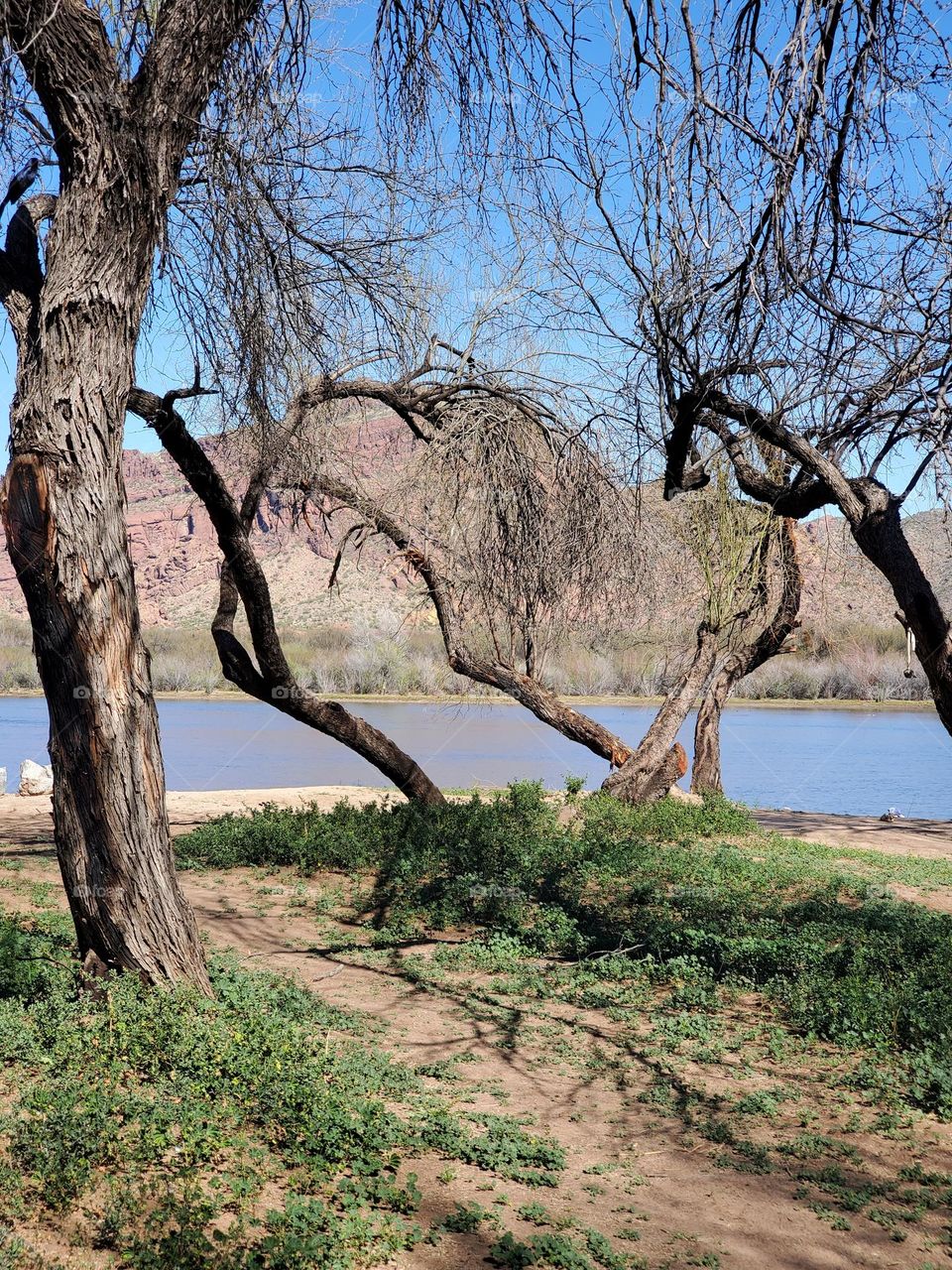 Trees by the Salt River