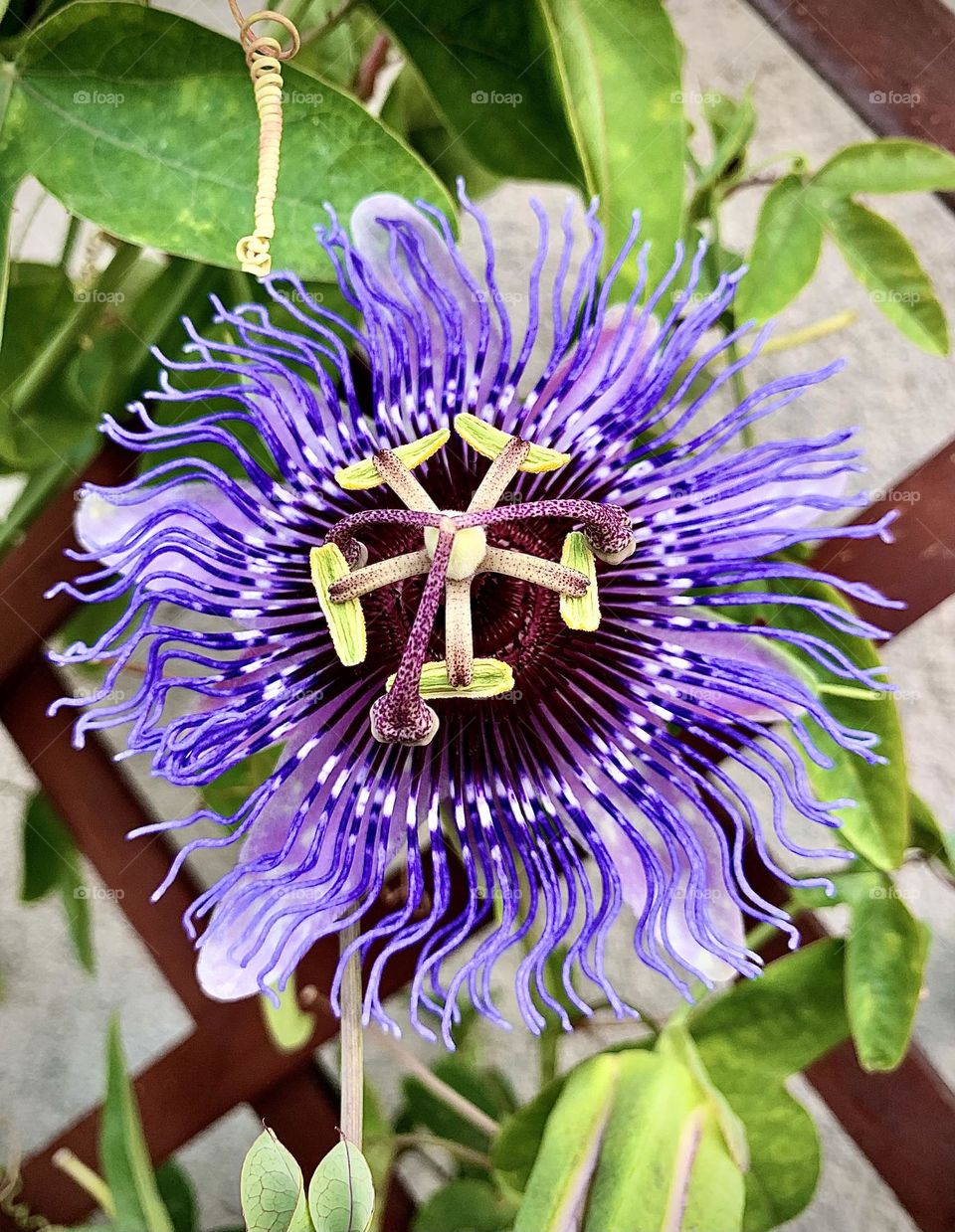 Spring fully blooms 🌺