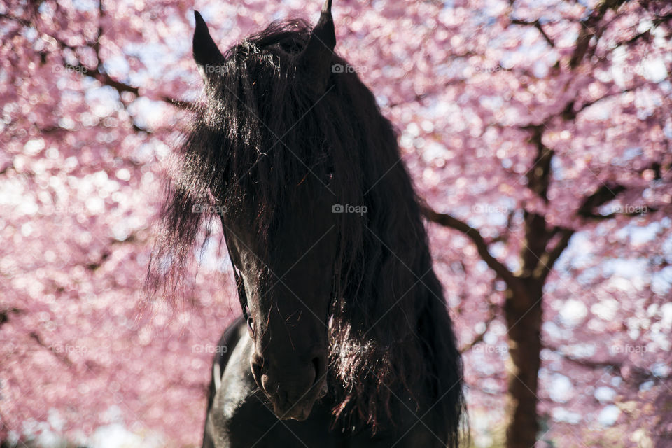 Friesian stallion with cherry blossom