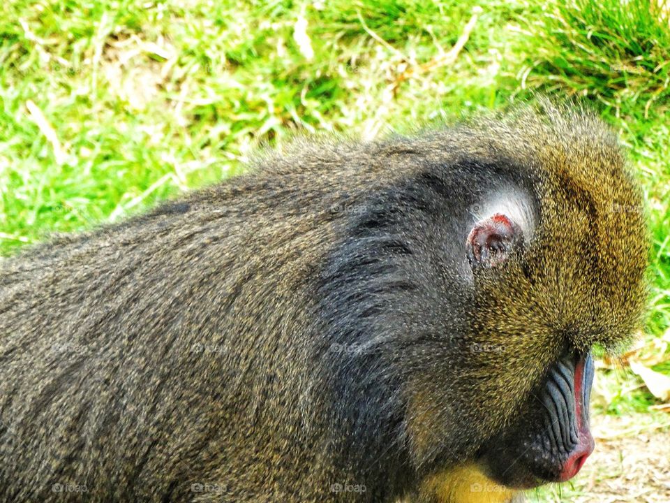 Colorful Mandrill Monkey