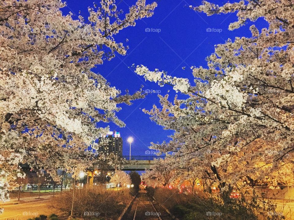 Cherry blossoms in the evening