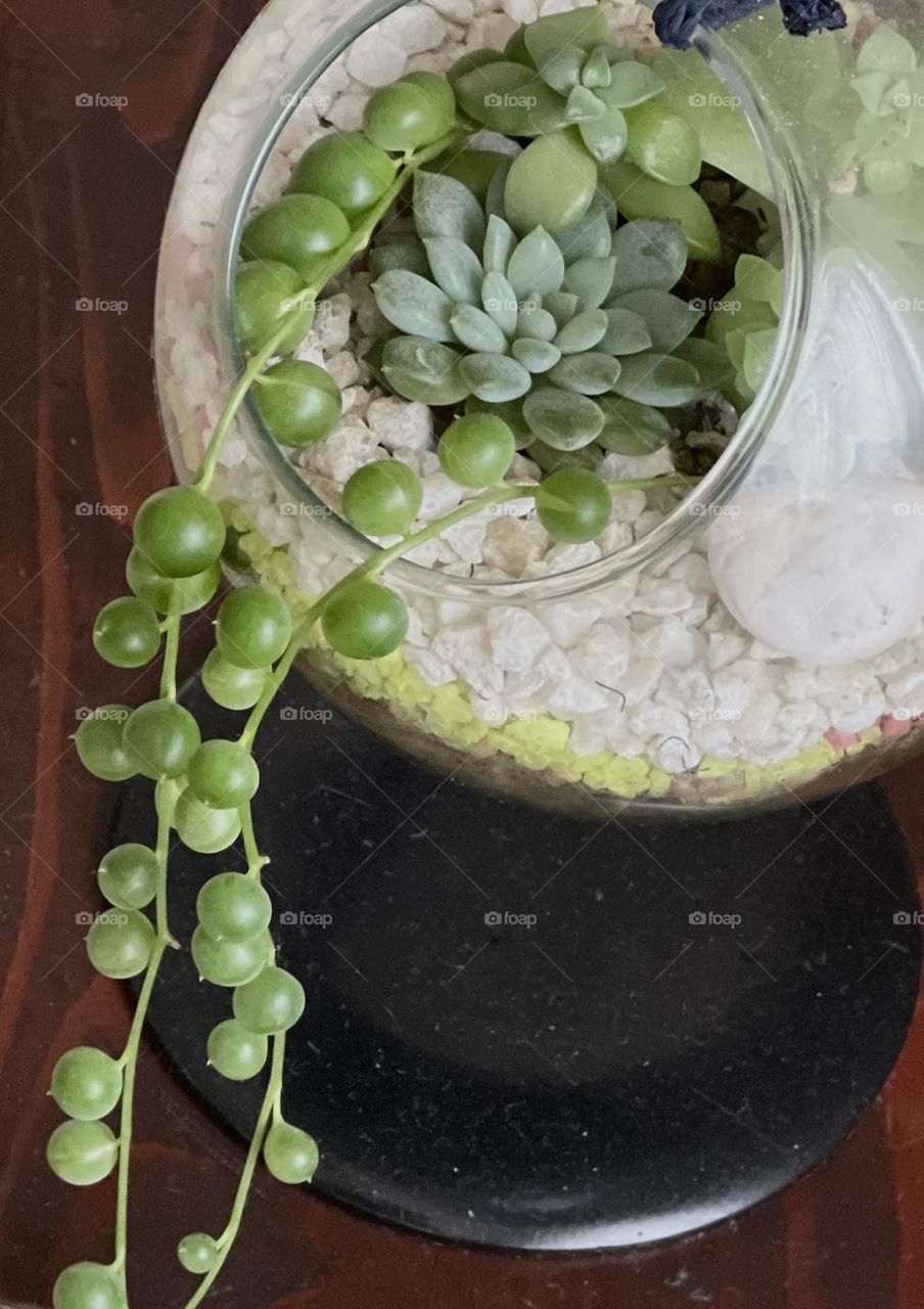 Plants in glass pot