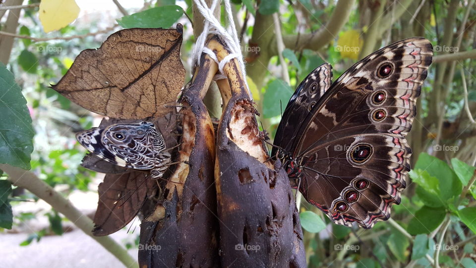 Nature, Butterfly, Animal, Wildlife, Wing