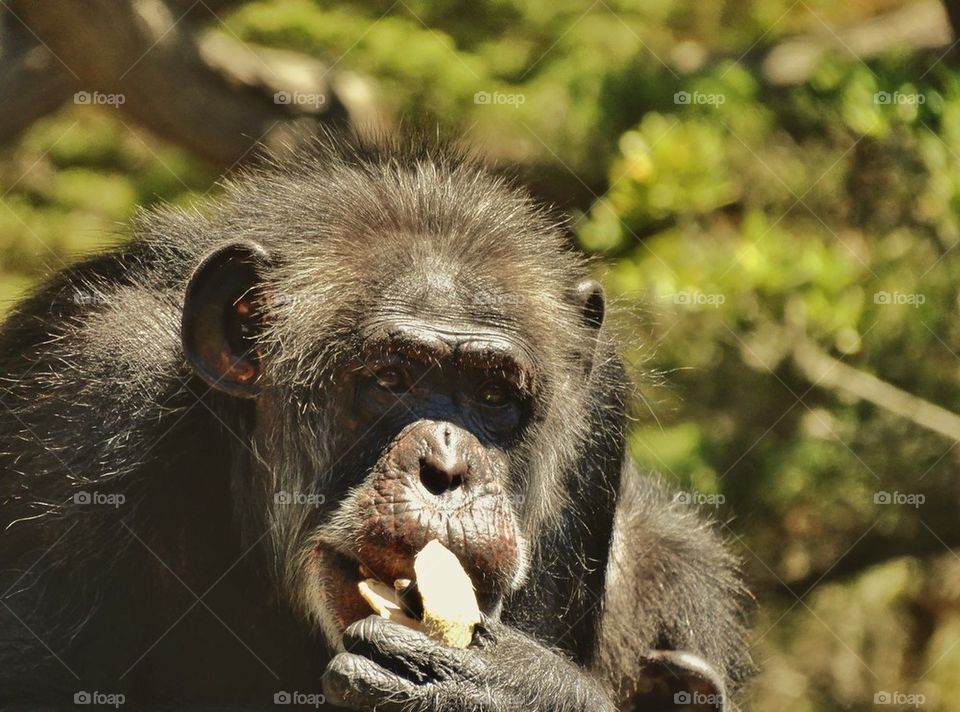 Chimpanzee Enjoying a Snack
