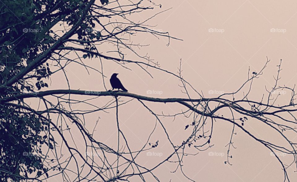 crow sitting on a branch