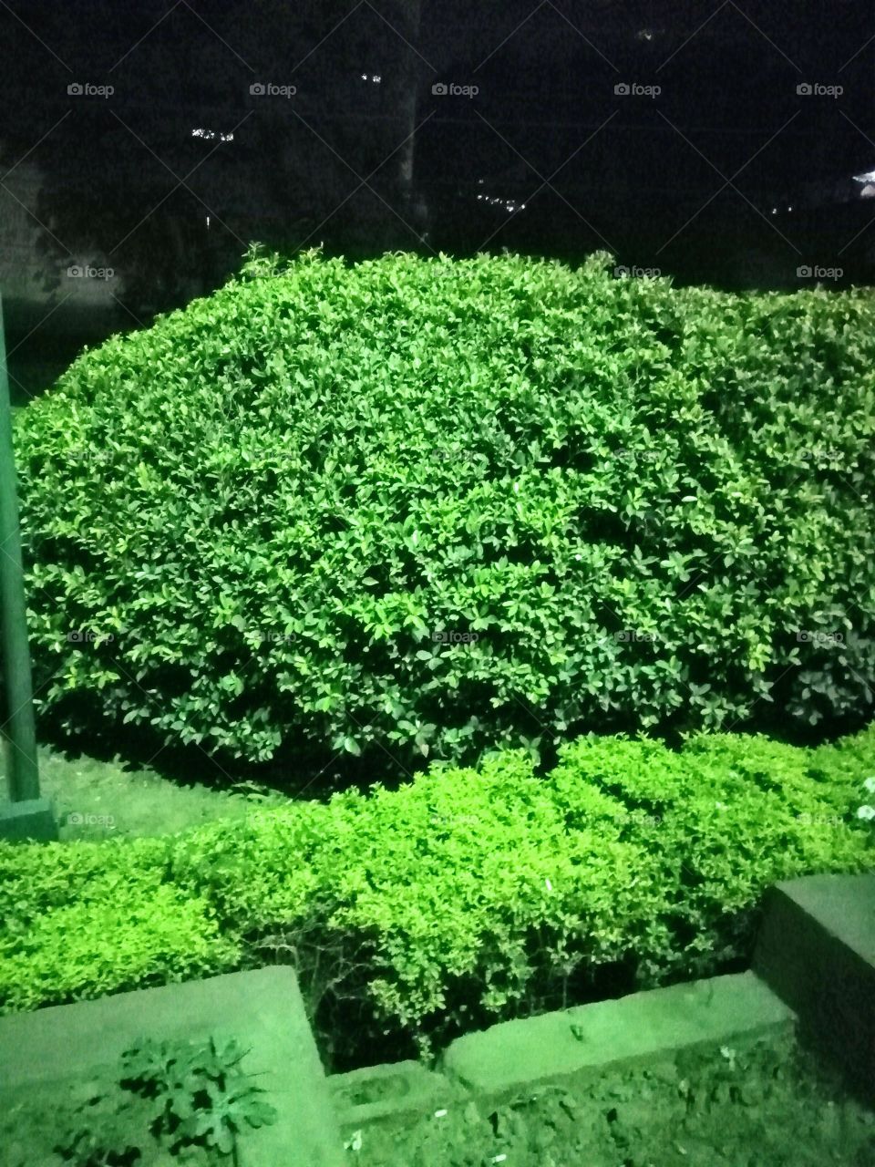 Greenery