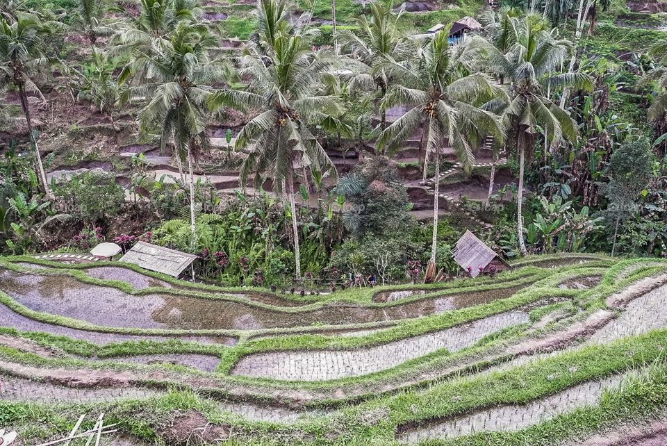 Step rice farm
