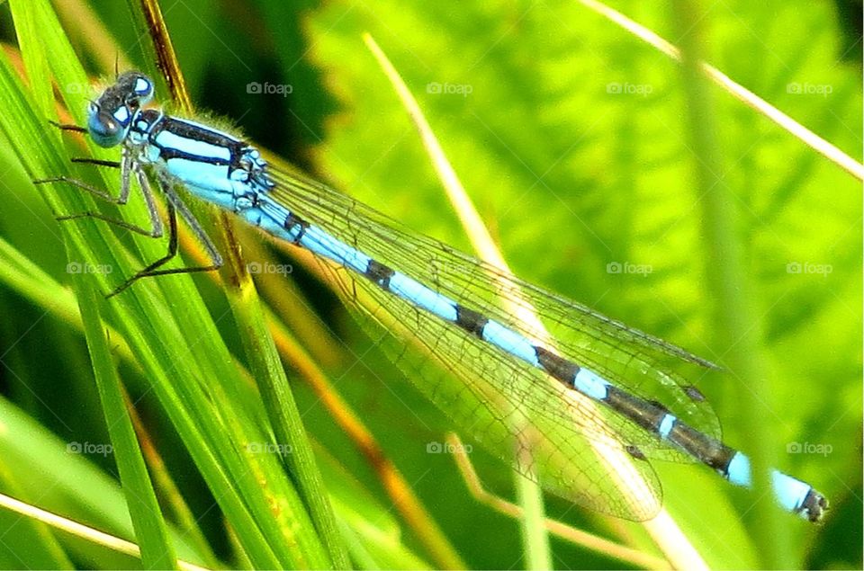 dragonfly