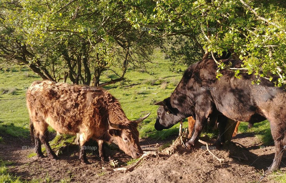 cow schottischen highland rind bulle kuh bsum weide wiese