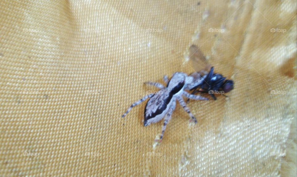 The spider eats the fly