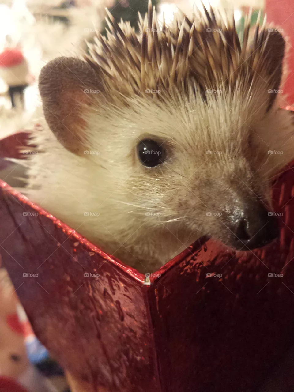 Christmas Quills