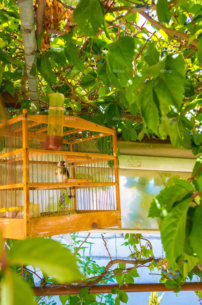 Bird in cage