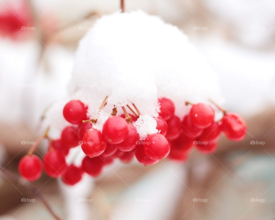 Berries 